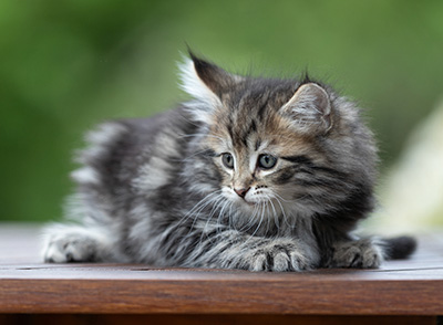 Andrej - 9 weeks old