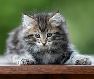 Andrej - 9 weeks old