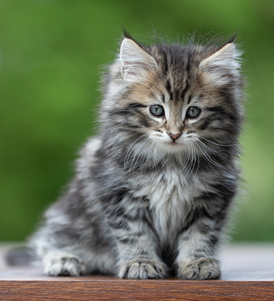 Andrej - 9 weeks old