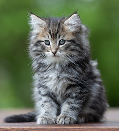 Andrej - 9 weeks old