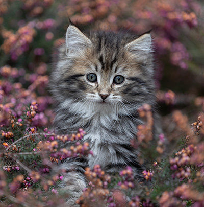 Andrej - 9 weeks old