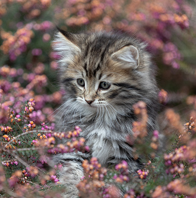 Andrej - 9 weeks old