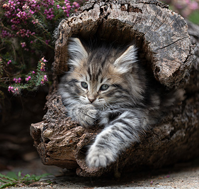 Andrej - 9 weeks old