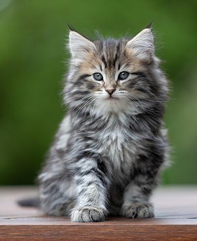 Andrej - 9 weeks old