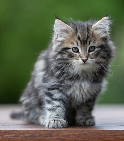 Andrej - 9 weeks old