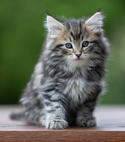 Andrej - 9 weeks old