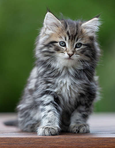 Andrej - 9 weeks old