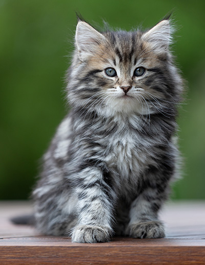 Andrej - 9 weeks old