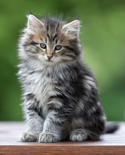 Andrej - 9 weeks old