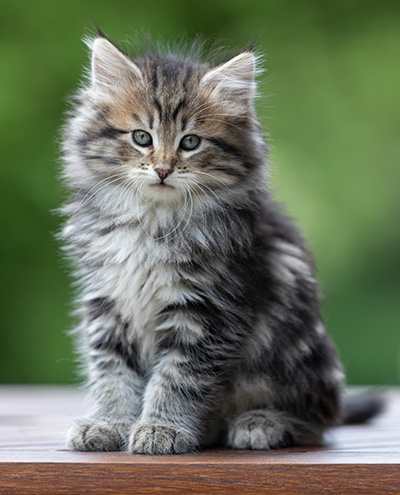 Andrej - 9 weeks old