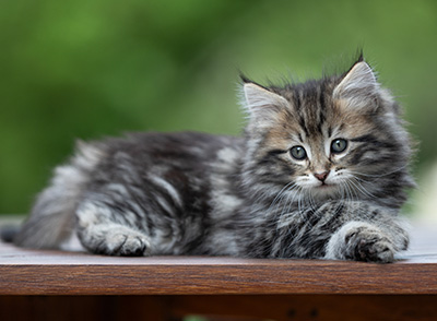 Andrej - 9 weeks old