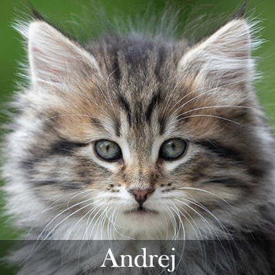Andrej