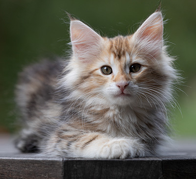 Tanja - 12 weeks old
