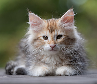 Tanja - 12 weeks old