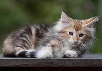 Tanja - 12 weeks old