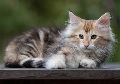 Tanja - 12 weeks old