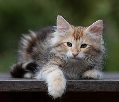 Tanja - 12 weeks old