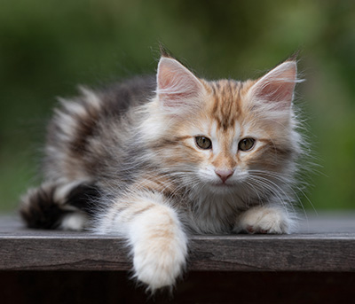 Tanja - 12 weeks old
