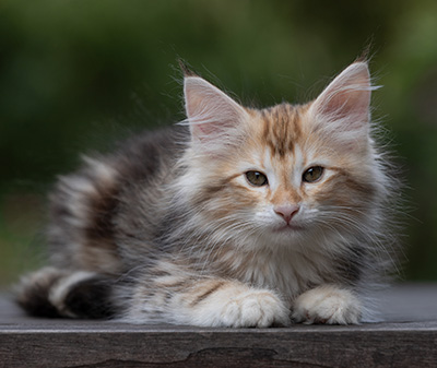 Tanja - 12 weeks old