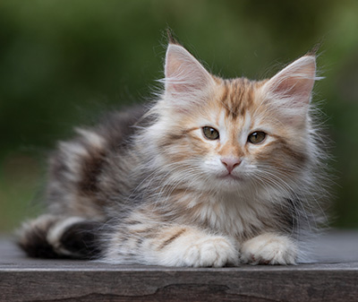 Tanja - 12 weeks old