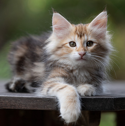 Tanja - 12 weeks old