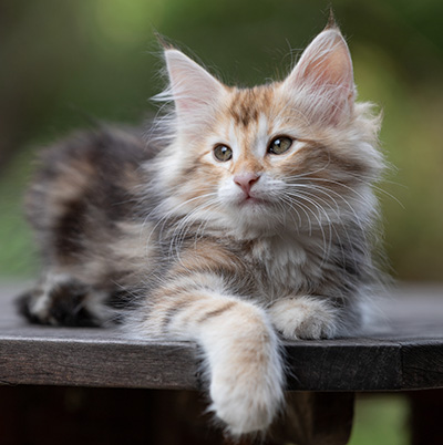 Tanja - 12 weeks old