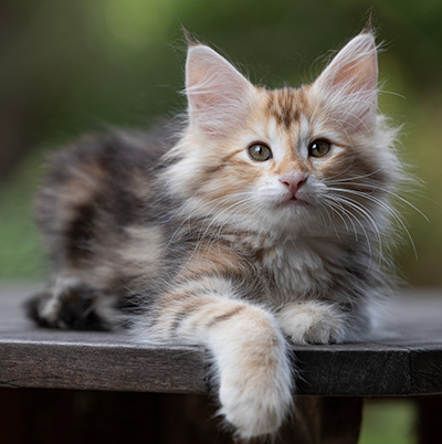 Tanja - 12 weeks old
