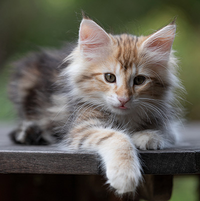 Tanja - 12 weeks old