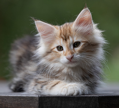 Tanja - 12 weeks old
