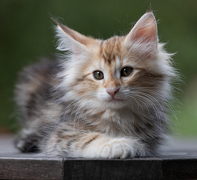 Tanja - 12 weeks old