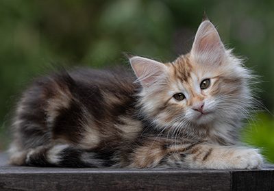 Tanja - 12 weeks old