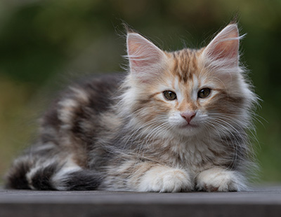 Tanja - 12 weeks old