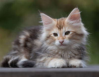 Tanja - 12 weeks old