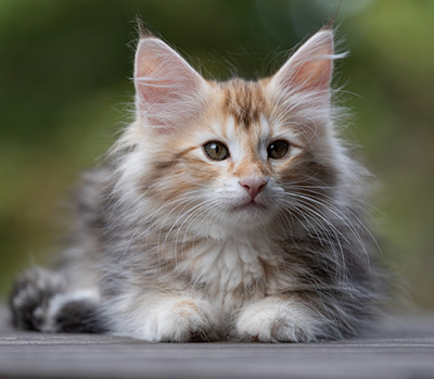 Tanja - 12 weeks old