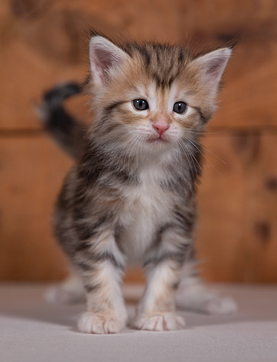 Tanja - 4 weeks old