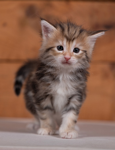 Tanja - 4 weeks old