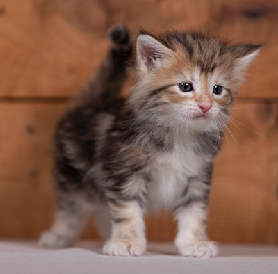 Tanja - 4 weeks old