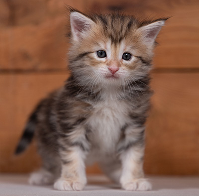 Tanja - 4 weeks old