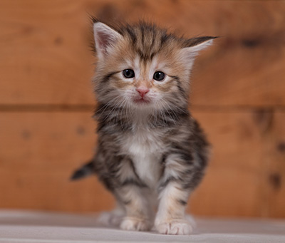Tanja - 4 weeks old