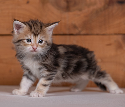 Tanja - 4 weeks old