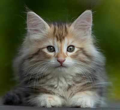 Tanja - 8 weeks old