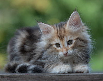 Tanja - 8 weeks old
