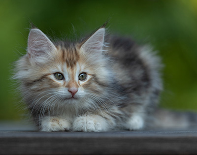 Tanja - 8 weeks old