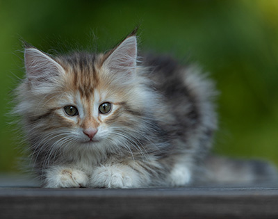 Tanja - 8 weeks old