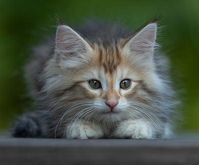 Tanja - 8 weeks old