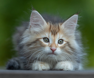 Tanja - 8 weeks old