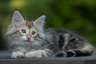 Tanja - 8 weeks old