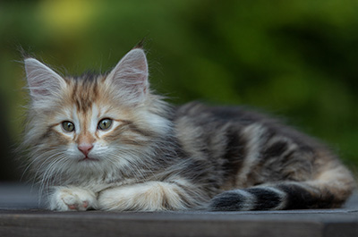 Tanja - 8 weeks old