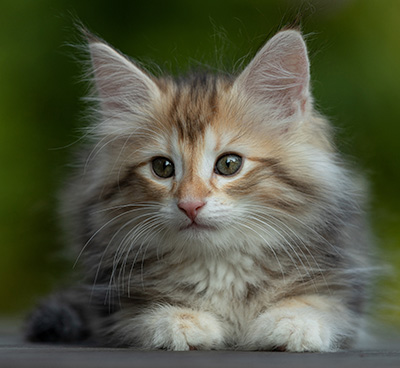 Tanja - 8 weeks old