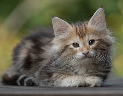 Tanja - 8 weeks old